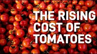 Tomatoes Beat Onions In The Price-Surge Race