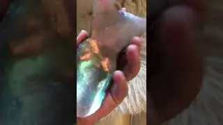 My first Silicone Sculpture beautiful mold pour in opalescent pigments designer vagina
