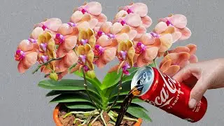 A can of coke, orchids will bloom all four seasons without care