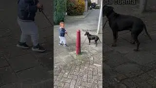 El bebé paseaba a su perro cuando pasó esto 🐶 #animals #funny