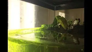 Lighting for a Northern Green Frog!!