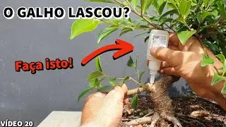 Como consertar o GALHO QUEBRADO?