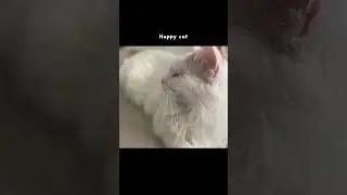 Happy cat #cat #cats #kittens #kitty #family #healing #cutecat #catlover #shorts