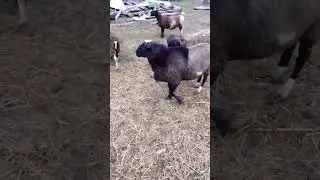 #боран #животные #игры #дорпер #романовский