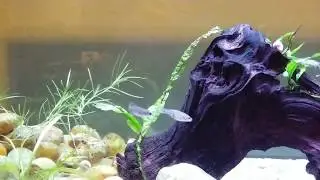 Juvenile Splitfin tequila displaying for mates
