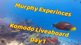 Komodo Liveaboard Day 1: Diving Starts NOW! | 2025