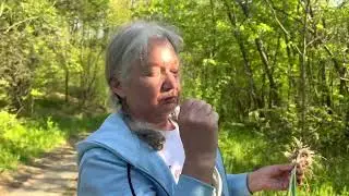U prirodi : Divlji beli luk