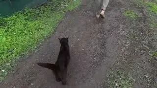 Rescuing stray cats is a tough road, so hats off to every rescuer, donor and dedicated viewer!