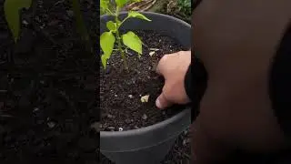 Prune vs No Prune Peppers Update 01  #garden #gardening