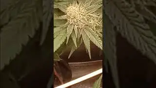 5th week grand daddy purple,silver haze....
