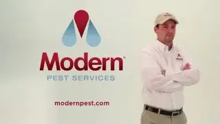 Problem with ants, termites, ticks, bees, or other stinging insects. Call Modern Pest Services.