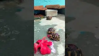 Tortoise eat hibiscus 🌺