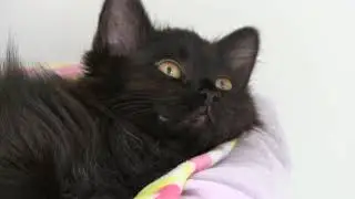Magic 98.3's Debbie Mazella at Karma Cat & Zen Dog Rescue Society - Episode 26