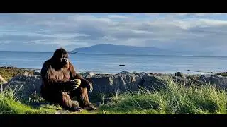 Bigfoot's Morning Thoughts by the Sea 🌊🦶🍃 #Bigfoot #Philosophy #MorningVibes
