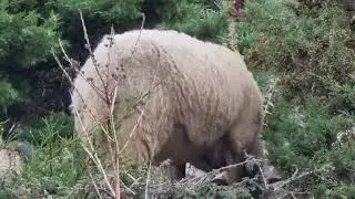 BELLISSIME PECORE BIANCHE ISOLA di PAG CROAZIA