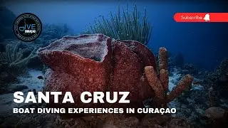 Scuba Diving at Santa Cruz Plantation in Cura&ccedil;ao: Hidden Gem Dive Site near Barber