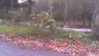 Ultimate Tree Tipping