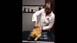 Feline chiropractic
