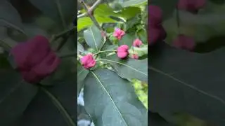 Бересклет европейский #СпдДача