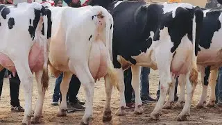 50 Liter milk per day 🔥 High quality HF Breed 🔥 Gurwinder Dairy Farm