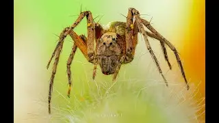 CÁCH ĐỂ MÌNH TẠO RA 1 TẤM HÌNH MACRO STACKED HOÀN HẢO
