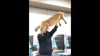 Ocicat Trust Japan British Shorthair Cat Club Japan JOINT CAT SHOW