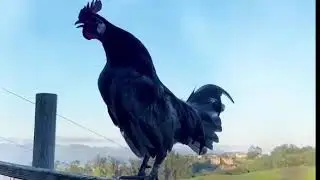 Rooster crowing sounds Effect 🐓