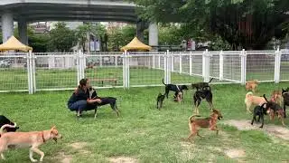 Adopt Mary&rsquo;s Doggies - Romeo & Robin at Doggie Park