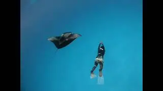 Dancing with Mantas: Maldives&rsquo; Hidden Ocean Magic! 🐋🌊✨ #trending  #viralvideo