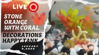 Ideas Ko Tv Live 104  Stone orange with coral decorations happy tank  January 9,2026  #live2026  