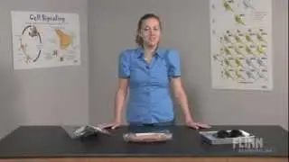Flinn Preserved Material