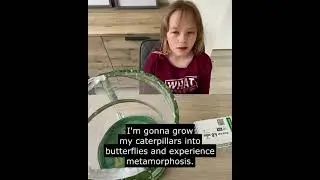 Growing caterpillars into butterflies with Butterfly Garden by Insect Lore