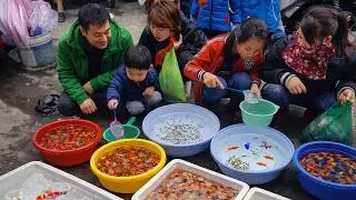 Exploring the Largest Aquarium Fish Market in Vietnam | Aquarium Lovers Paradise