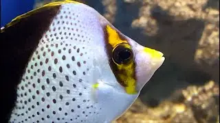 ティンカーズバタフライフィッシュ　Tinker's butterflyfish,Hawaiian butterflyfish　Chaetodon tinkeri
