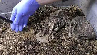 Hardwood Pellets as bedding update (11/9/2018)
