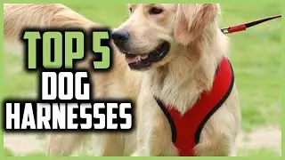 ✅Top 5 Best Dog Harnesses of 2024