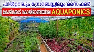 Aquaponics- Calicut, Kerala |Siphon connected with filter and grow bed