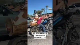 Have you ever seen a dog on the back of a motorcycle like this? #dog #motorcycle