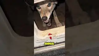 The Wildest Animal Turns into a Pet #coyote #pets #viralvideo