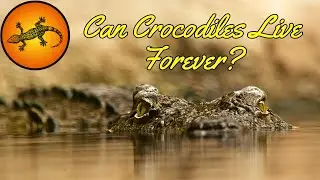 Are Crocodiles Immortal?