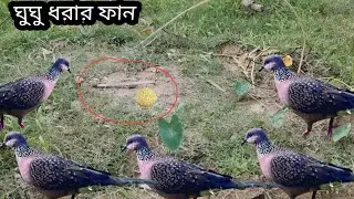 ঘুঘু ধরার সহজ পদ্ধতি birds trap #allideas #birdcontrol#birdtrap #birds
