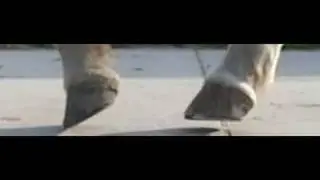 touchdown shod hoof