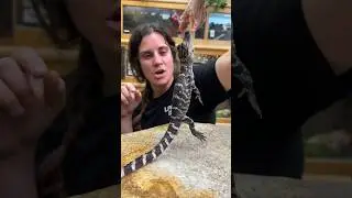 Adorable Baby Gator does a not so cute Death Roll😂🤩#wow #amazing #animals #baby #gator #wildlife