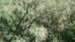 TORTOISE Sex