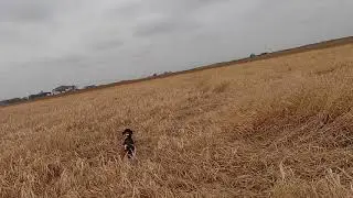 December 2020 pheasant hunt