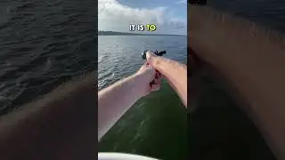 How to catch White Bass. Do you catch these?