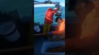 Expert Crabbing Tips! 🦀 #fishtough #seafood #crab #crabbing