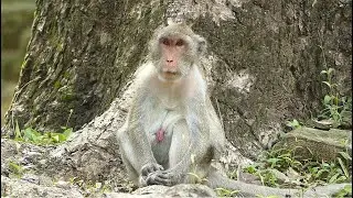Very Beautiful Old Monkey Jane