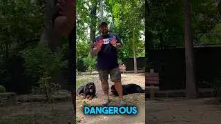 Neutering Of Dogs? Important Or Not 🐕&zwj;🦺🐕&zwj;🦺 #shorts  #rottweiler  #germanshepherd #viral