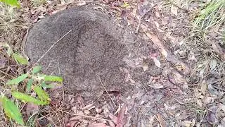 Springbrook Yowie Search